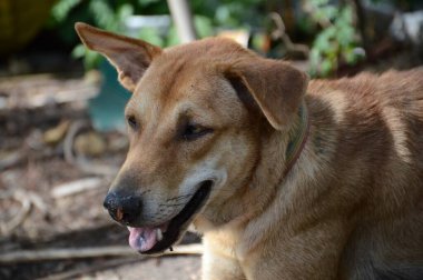 Doğanın bahçesinde şirin bir köpek