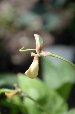 Doğa bahçesinde uzun fasulye çiçeği