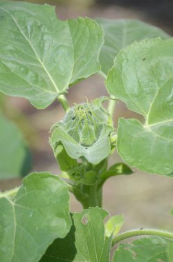 Doğa bahçesinde ayçiçeği tomurcuğu