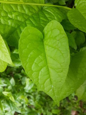 Taze yeşil antigonon leptopus yaprakları doğa bahçesinde