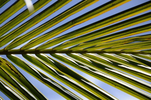 Folha Coco Verde Fresco Céu Azul — Fotografia de Stock