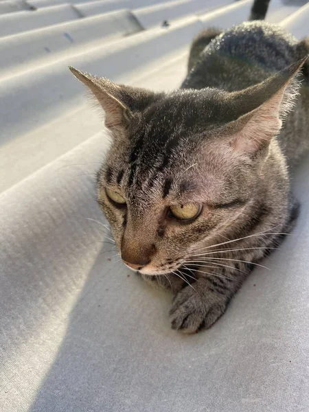 Bonito Tabby Gato Telhado — Fotografia de Stock