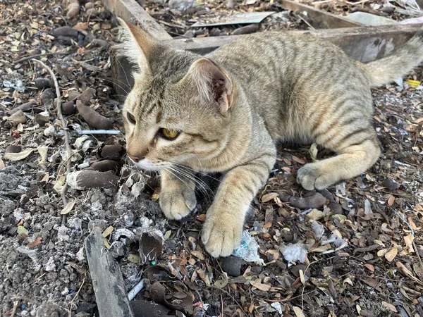 Cute Tabby Cat Ground — Stock Photo, Image