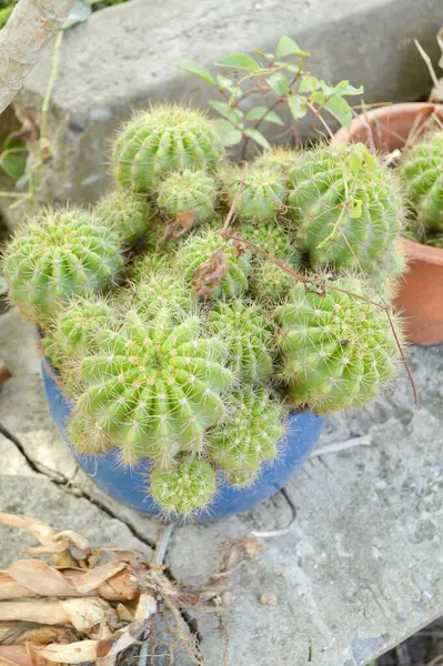 Primer Plano Árbol Cactus Verde Fresco Jardín — Foto de Stock