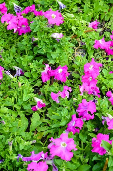 Flor Híbrida Petúnia Rosa Jardim Natureza — Fotografia de Stock