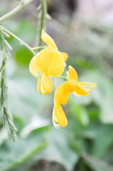 Sesbania Javanica Λουλούδι Στον Κήπο Της Φύσης — Φωτογραφία Αρχείου