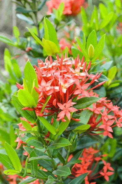 Цветок Иксора Саду Природы — стоковое фото