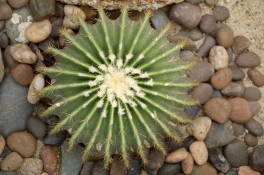 Kum zemininde yeşil kaktüs ağacı