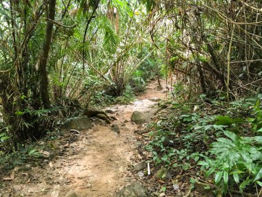 Khao Chamao, Rayong, Tayland 'da doğa yolu.