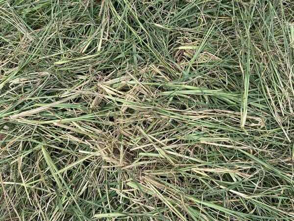 Grünes Gras Auf Dem Boden — Stockfoto