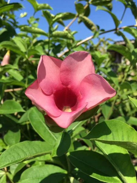 Doğa Bahçesinde Mor Bignonia Çiçeği — Stok fotoğraf