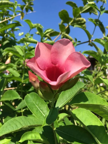 Fleur Bignonia Pourpre Dans Jardin Naturel — Photo