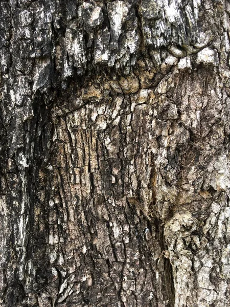 Ağaç Kabuğu Desenini Kapat — Stok fotoğraf