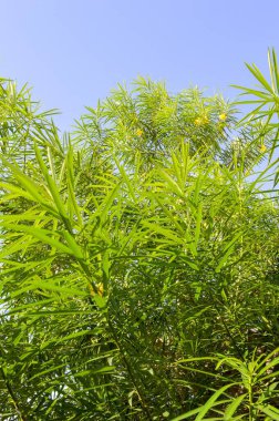 Mavi gökyüzünde taze yeşil zakkum yaprağı