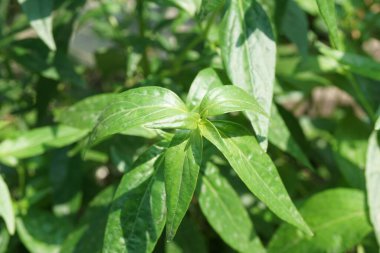 Taze yeşil Andrographis panikleme bitkisi doğa bahçesinde