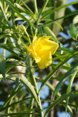Sarı Oleander çiçeği doğa bahçesinde