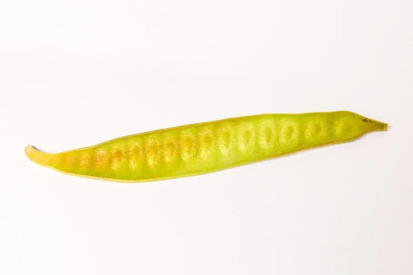 Leucaena Leucocephala Semena Bílém Pozadí — Stock fotografie