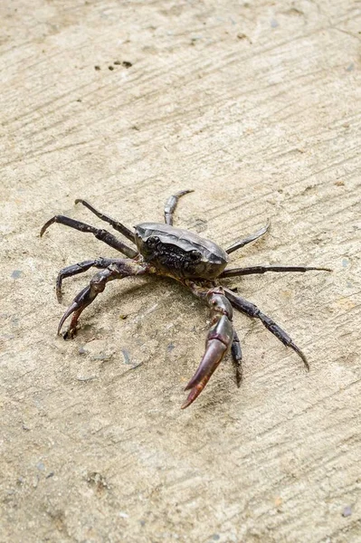 Black Crab Cement Floor — Stock Photo, Image