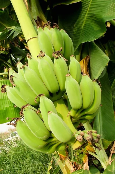 Dekat Pohon Pisang Hijau Kebun Buah — Stok Foto