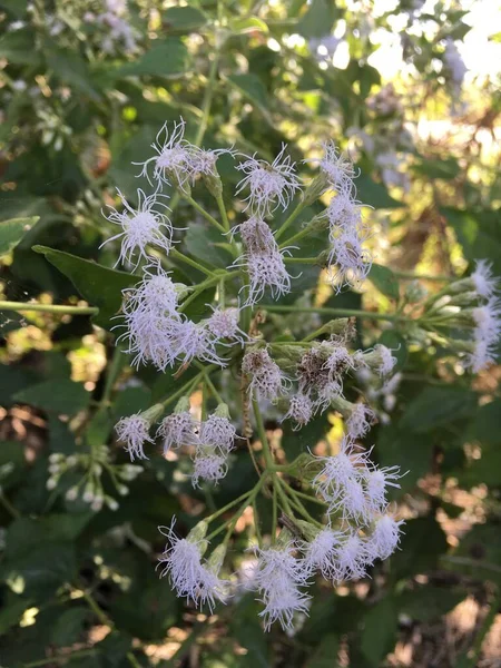 Белый Цветок Запахом Хромолены Саду Природы — стоковое фото