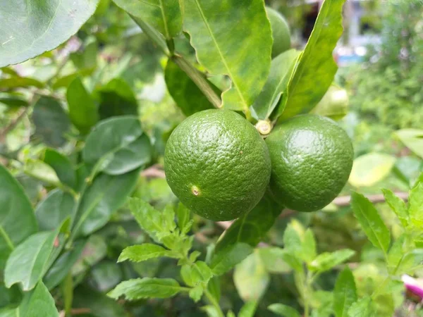 Verse Groene Limoen Natuurtuin — Stockfoto