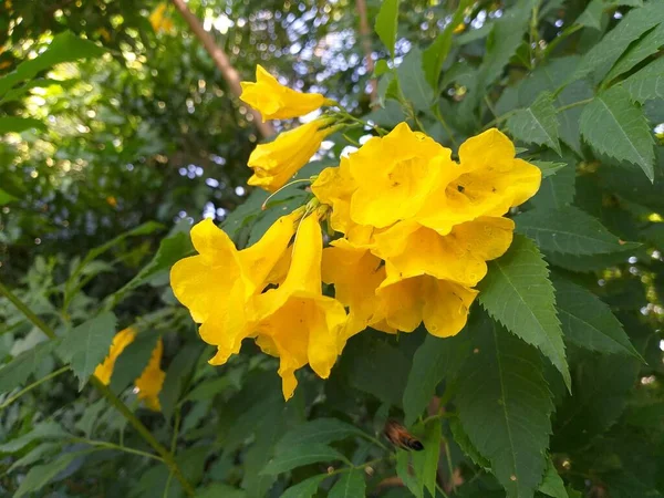 Жовта Техома Стоїть Квітка Саду — стокове фото