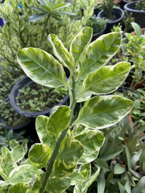 Doğa bahçesinde taze yeşil Alocasia cucullata bitkisi