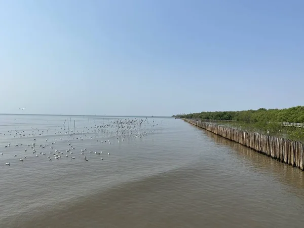 Gaviota Que Vuela Mar Bang Tailandia — Foto de Stock