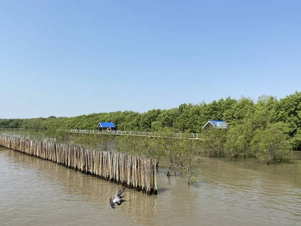 Meeuwen Vliegen Bij Bang Zee Thailand — Stockfoto