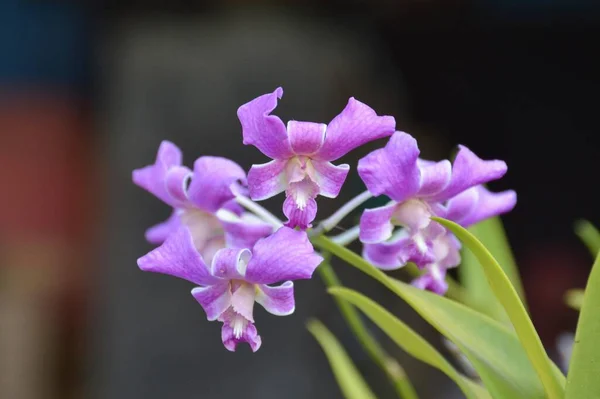 Orchidej Květiny Zahradě Přírody — Stock fotografie