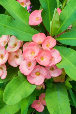 Doğanın bahçesinde dikenli pembe taç.