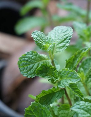 Doğa bahçesindeki nane bitkilerini kapatın.