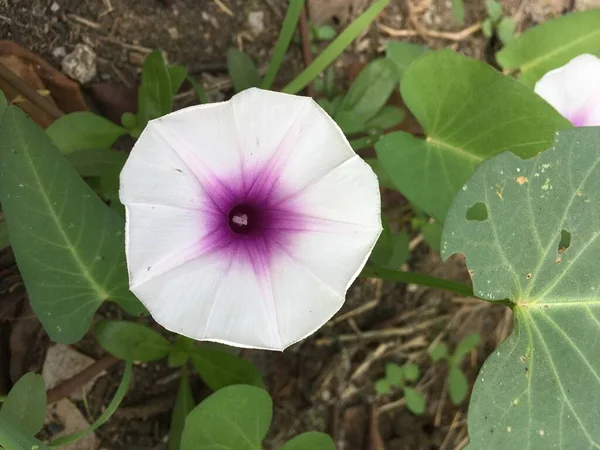 Flor Branca Ipomoea Aquatica Jardim Natureza — Fotografia de Stock