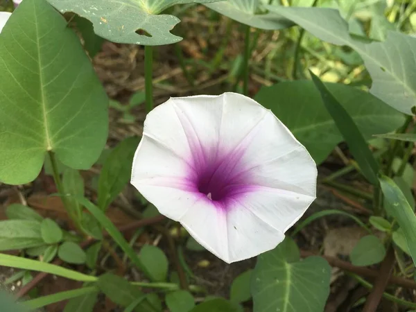Beyaz Ipomoea Aquatica Çiçeği Doğa Bahçesinde — Stok fotoğraf