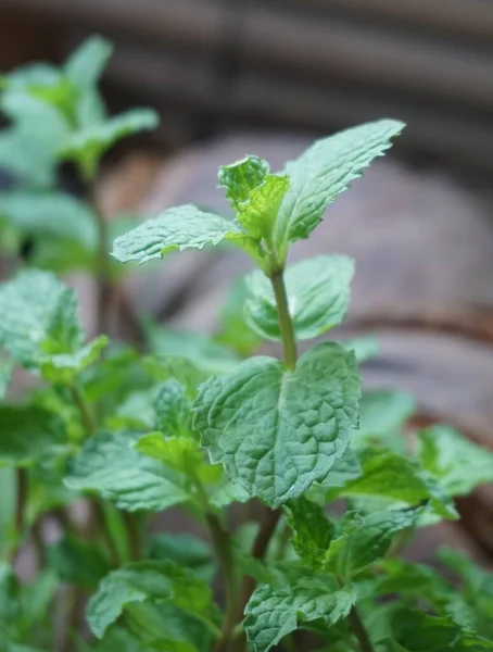 Fechar Plantas Hortelã Cozinha Jardim Natureza — Fotografia de Stock