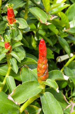 kırmızı Zingiber Zerumbet çiçeği doğa bahçesinde