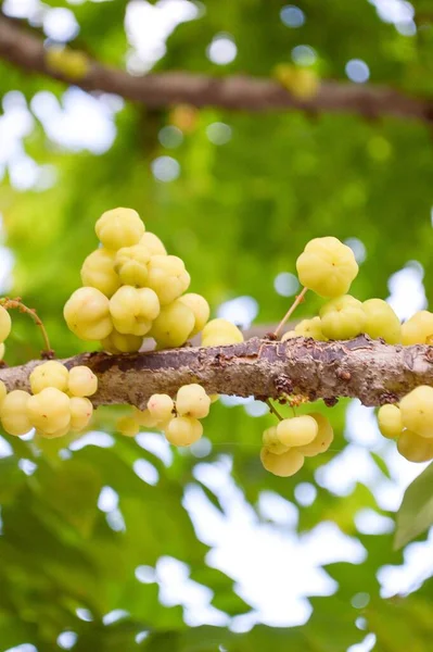 Árbol Grosella Verde Fresco Estrella Jardín — Foto de Stock