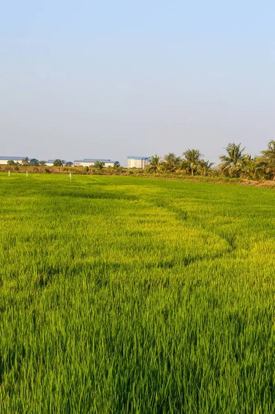 Reisfeld Land Thailand — Stockfoto