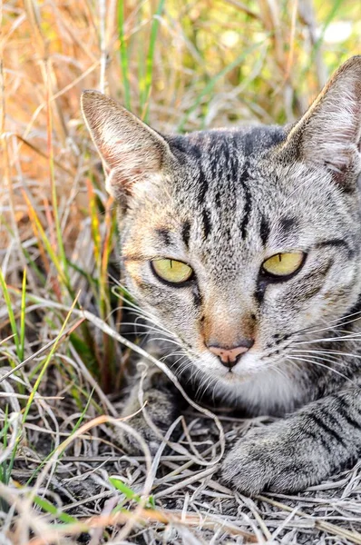 Zblízka Roztomilé Tabby Kočka Zemi — Stock fotografie