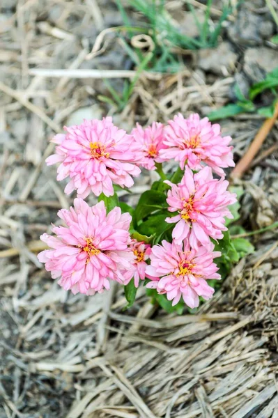 ชมพ Zinnia Elegans ดอกไม ในสวนธรรมชาต — ภาพถ่ายสต็อก