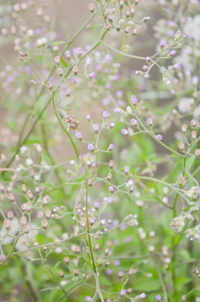 Цветок Железа Саду Природы — стоковое фото