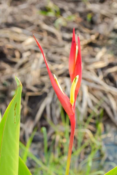 Heliconia Flor Jardín Naturaleza —  Fotos de Stock