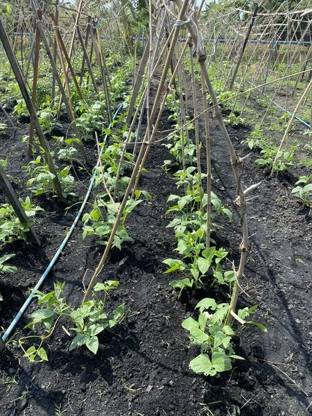 Gård Lång Böna Naturen Trädgård — Stockfoto