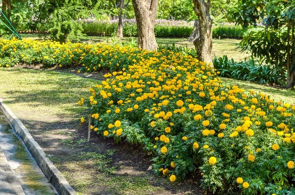 Gelbe Tagetes Erecta Blume Naturgarten — Stockfoto
