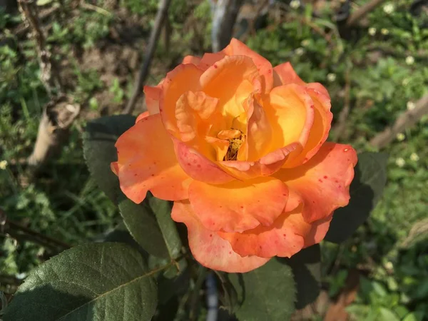Close Πορτοκαλί Δαμασκηνί Τριαντάφυλλο Λουλούδι Στον Κήπο Της Φύσης — Φωτογραφία Αρχείου