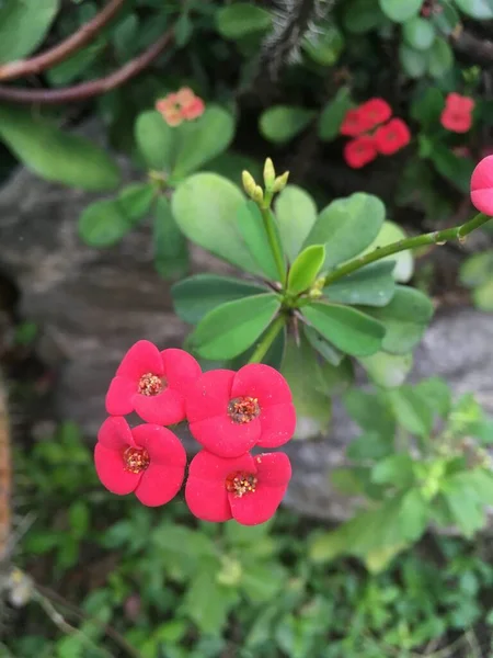 Rosa Dornenkrone Blume Naturgarten — Stockfoto