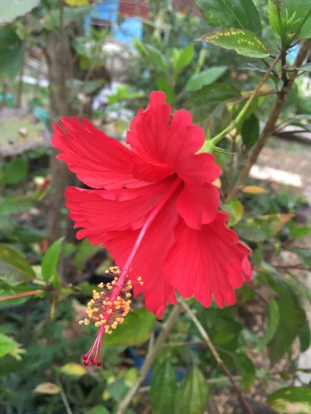 Flor Hibisco Rojo Jardín Natural — Foto de Stock