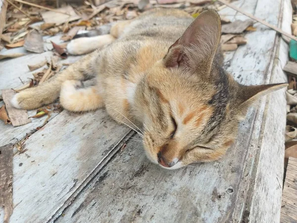 Gato Bonito Chão Madeira — Fotografia de Stock