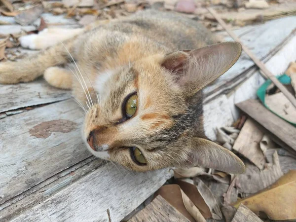 Niedliche Katze Auf Holzboden — Stockfoto