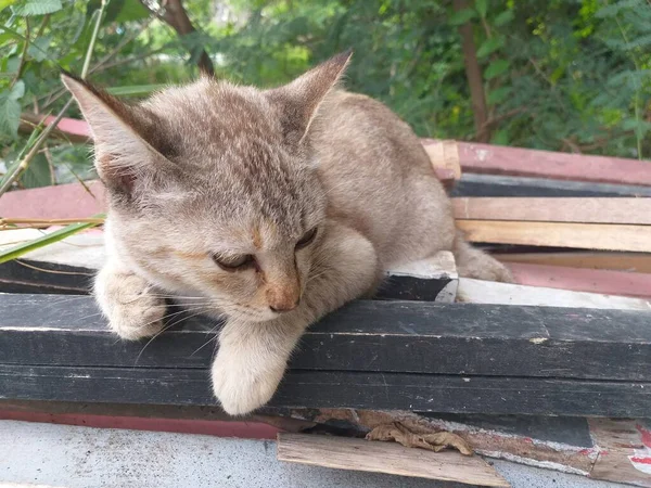 Kucing Lucu Lantai Kayu — Stok Foto